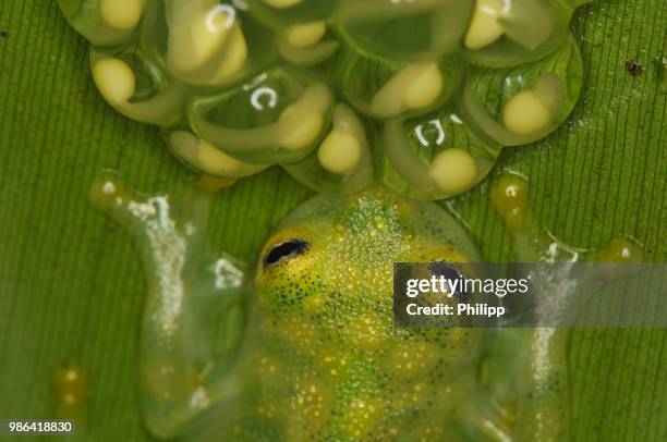 male glass frog watching after eggs - herpetology stock pictures, royalty-free photos & images