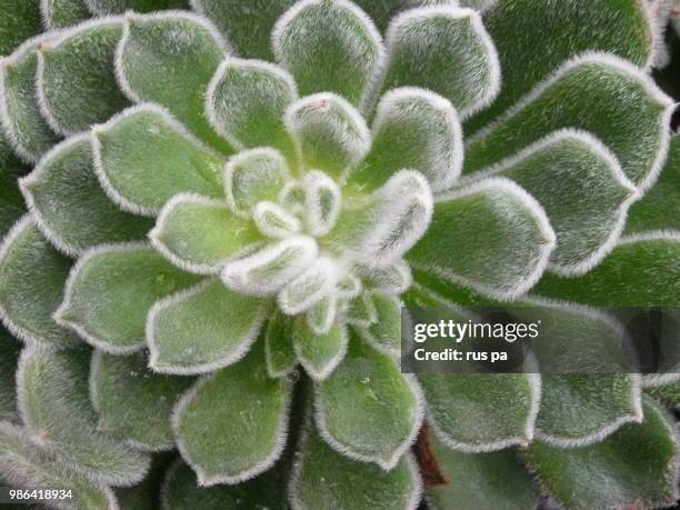 cactus - enterobacteria stock pictures, royalty-free photos & images
