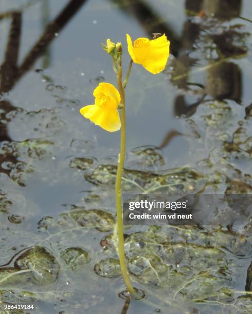utricularia vulgaris, groot blaasjeskruid - utricularia vulgaris stock pictures, royalty-free photos & images