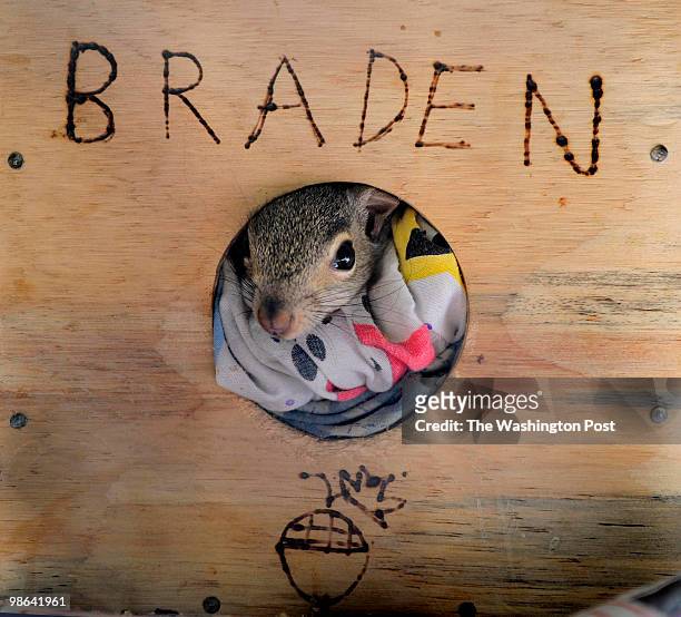 An eastern gray squirrel peers out of its box at the home of Lynn Anderson , a wildlife rehabilitator in Waldorf, MD on April 16, 2010. Spring is the...