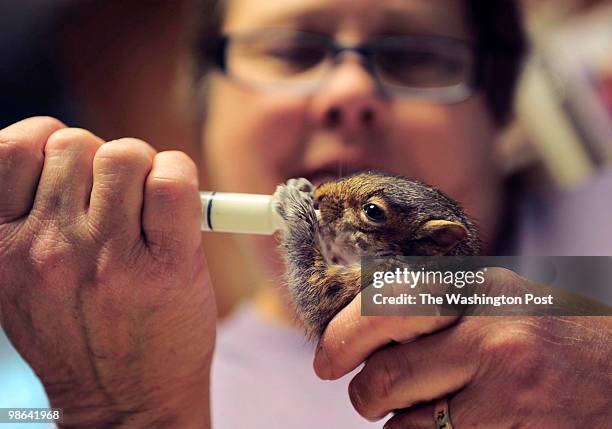 Baby eastern gray squirrel is fed with a syringe and nipple by Lynn Anderson, a wildlife rehabilitator in Waldorf, MD on April 16, 2010. Spring is...