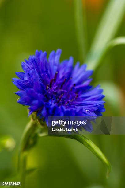 blue cornflower - cornflower stock pictures, royalty-free photos & images