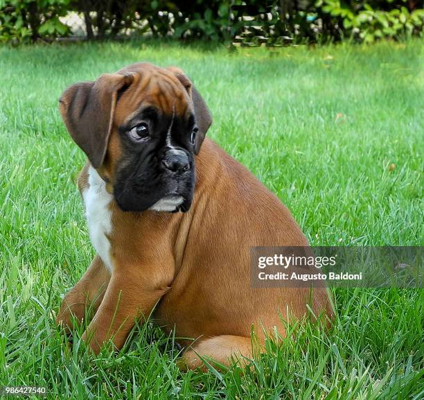 87 Miniature Boxer Puppies Stock Photos, High-Res Pictures, and Images -  Getty Images