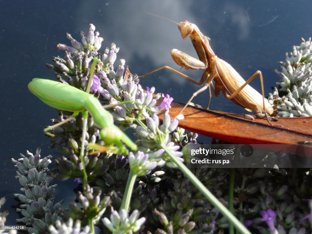 Praying mantis