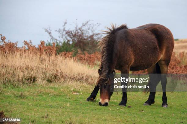 exmoor pony rare breed - exmoor pony stock pictures, royalty-free photos & images