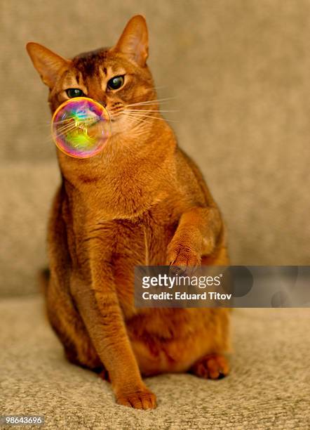 cat and soap bubbles - abyssinian cat stock-fotos und bilder