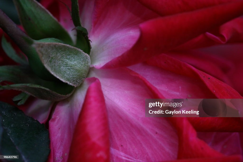 Abstract closeup of a rose