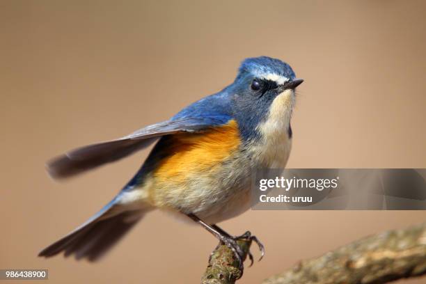 l'oiseau bleu #68 - oiseau stock pictures, royalty-free photos & images