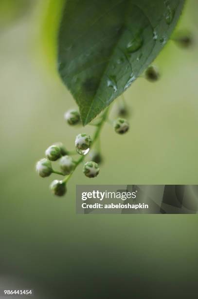 bird-cherry tree - wet bird stock-fotos und bilder