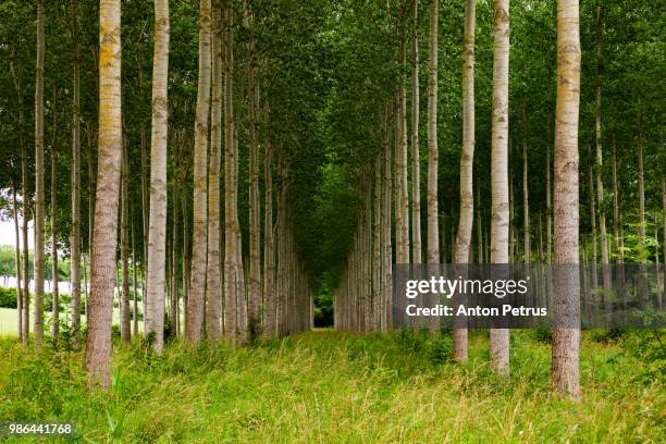 aspen forest planted in straight rows, france - árbol de hoja caduca fotografías e imágenes de stock