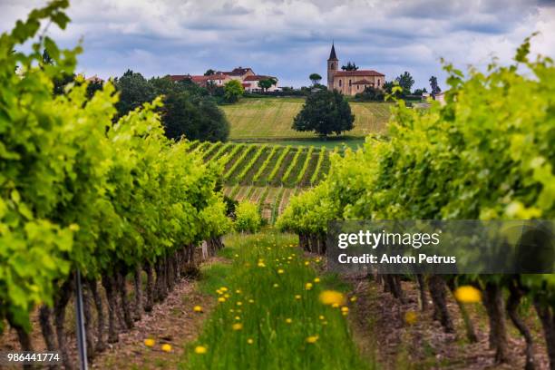 vineyards at sunset. gascony, france - gironde stock-fotos und bilder