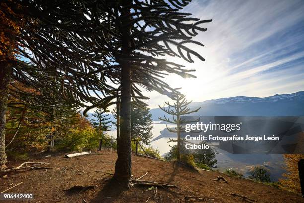 lake conguillio under the late afternoon sunlight  - conguillio national park - fotografías stock pictures, royalty-free photos & images