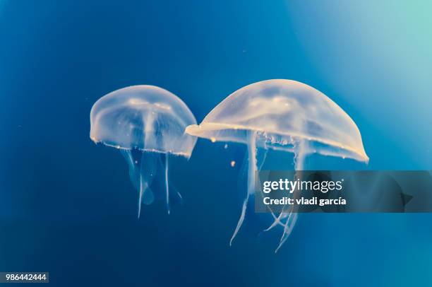 treachery - jellyfish - fotografias e filmes do acervo