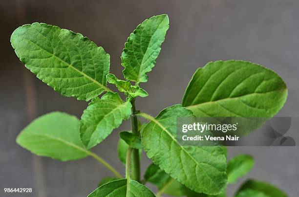 close-up of basil/ocimum basilicum - basilikum photos et images de collection