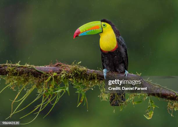 in the rain - keel billed toucan stock pictures, royalty-free photos & images