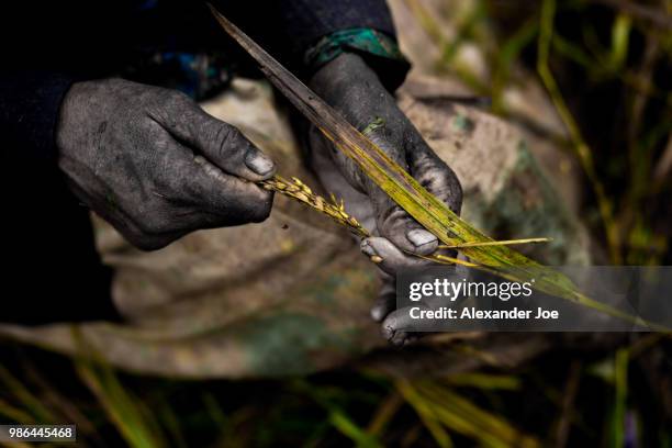 hands and rice - animal finger stockfoto's en -beelden