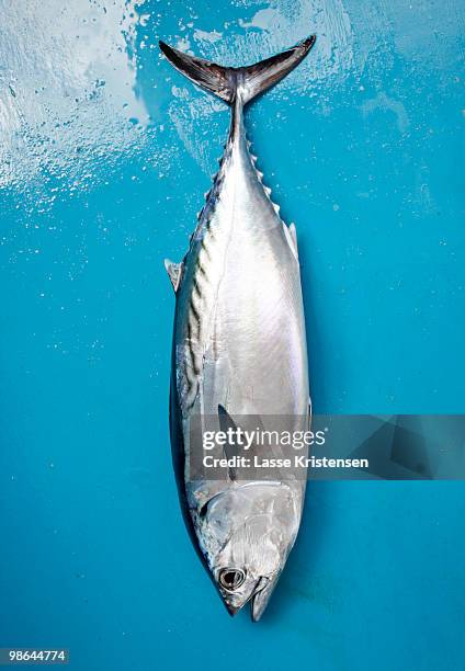 tuna - catch of fish stock pictures, royalty-free photos & images