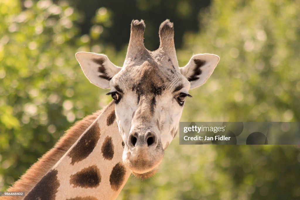 Portrait of a giraffe