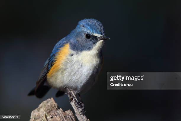 2,162 Oiseau Stock Photos, High-Res Pictures, and Images - Getty