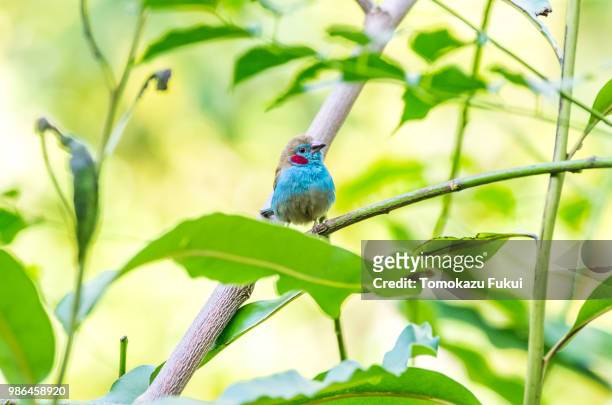 petit prince - indigo bunting stock pictures, royalty-free photos & images