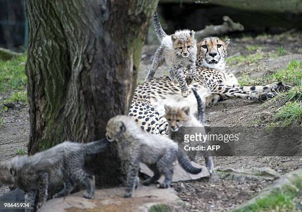 Cheetah mother Luanga watches her cubs when they are shown in public for the first time at the Boras Zoo east of Gothenburg, Sweden, on April 23,...