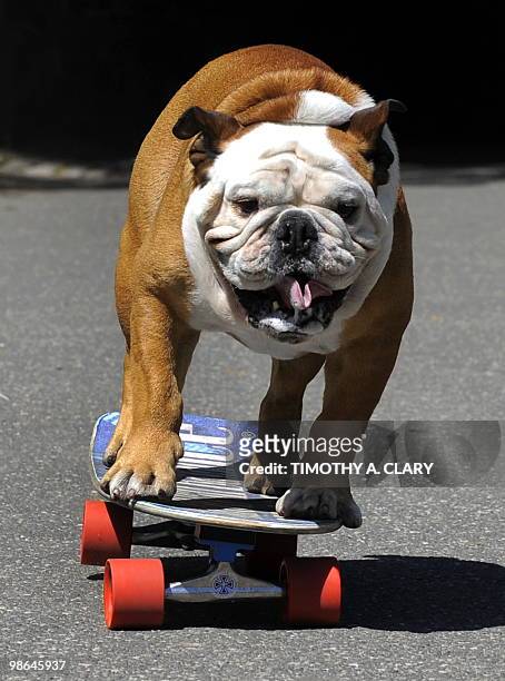 Tillman, the world�s fastest skateboarding canine, gets in some practice as he runs in Central Park April 23, 2010 before competing at �Bark in the...