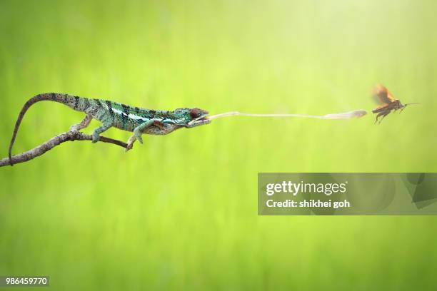 you can run but you can't hide - chameleon tongue stock pictures, royalty-free photos & images