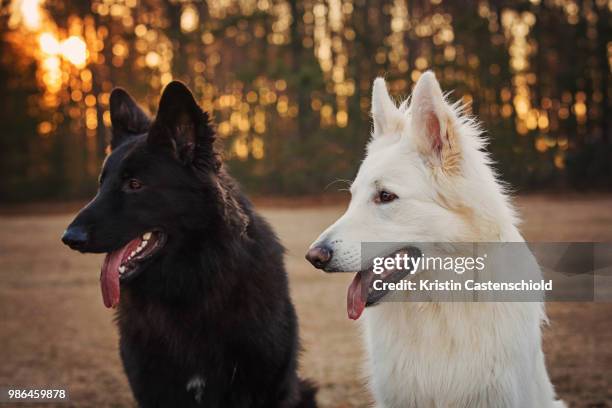 kims pups - black wolf stock pictures, royalty-free photos & images