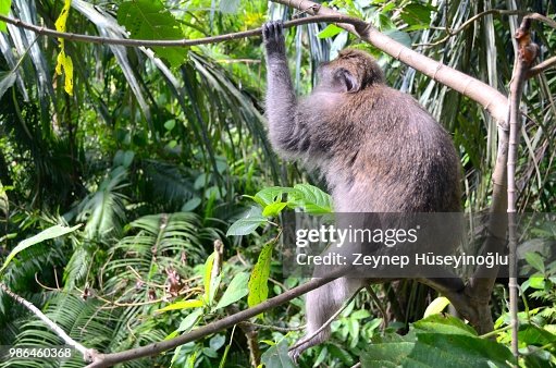 Thinking Monkey Thinking Monkey