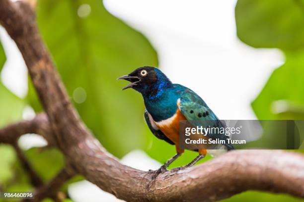 superb starling - superb stock pictures, royalty-free photos & images