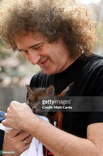 Brian May, founding member of the rock band Queen, holds a baby fox cub rescued by the Secret World Wildlife Rescue centre in Somerset on April 24,...