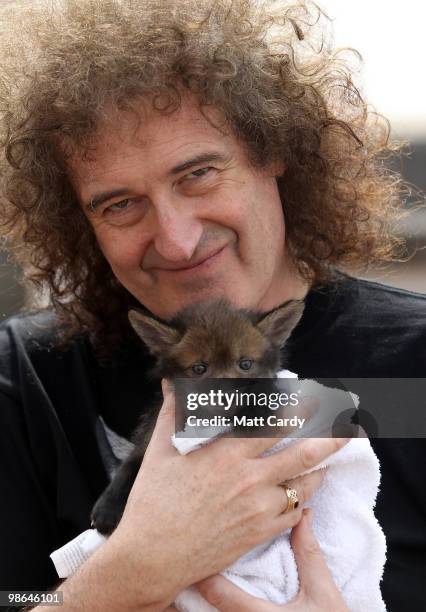 Brian May, founding member of the rock band Queen, holds a baby fox cub rescued by the Secret World Wildlife Rescue centre in Somerset on April 24,...