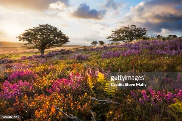 a meadow in exmoor, england at sunrise. - exmoor national park stockfoto's en -beelden
