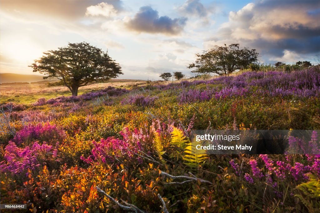 A meadow in Exmoor, England at sunrise.