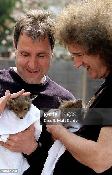 Labour candidate Dan Norris and Brian May, founding member of the rock band Queen, holds a baby fox cub rescued by the Secret World Wildlife Rescue...