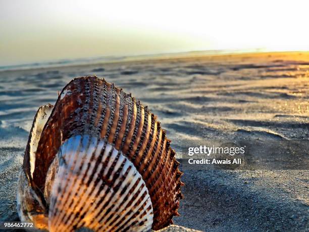 Ali Shell 2,712 Sandy Ali Stock Photos, High-Res Pictures, and Images - Getty Images