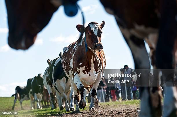 Cows are let out in the enclosed pasture with fresh grass at Ingelstorpsskolan farm in Kalmar, Sweden, on April 24, 2010. Inviting the public to...