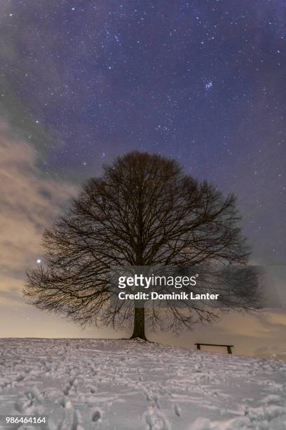 baum bei nacht - nacht stock pictures, royalty-free photos & images