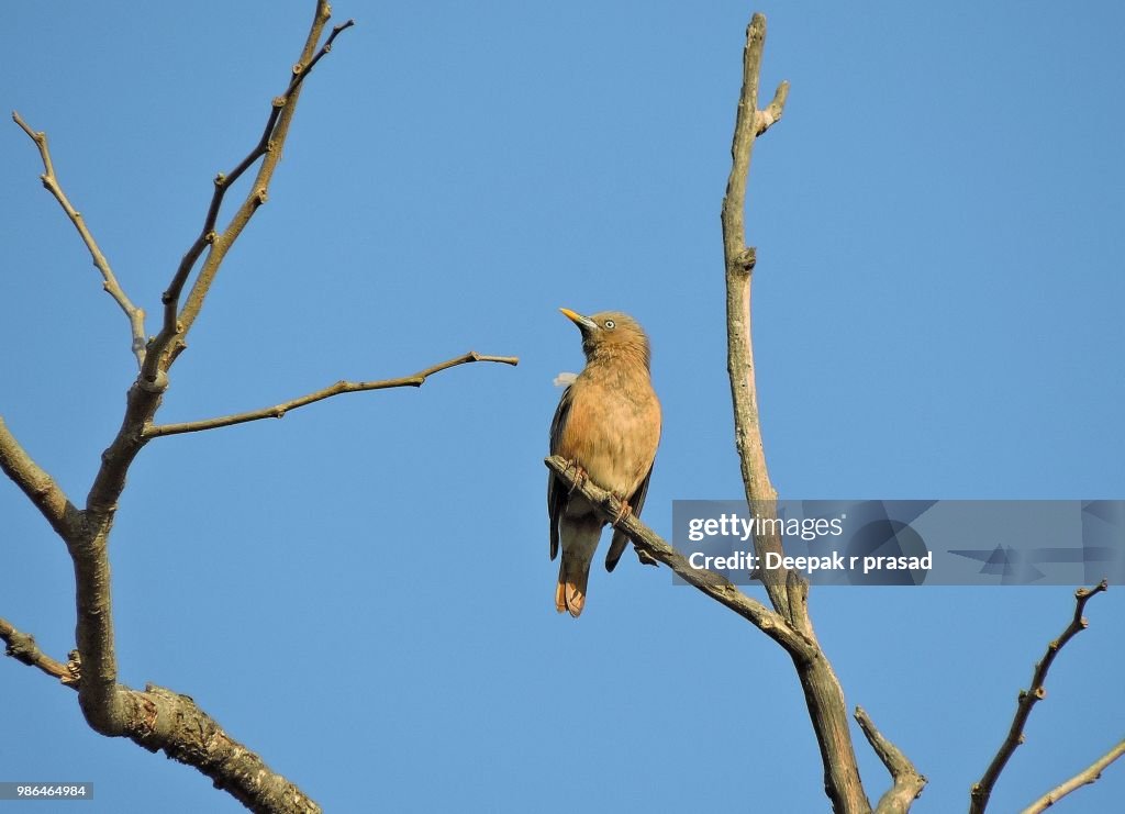 Brahminy Starling