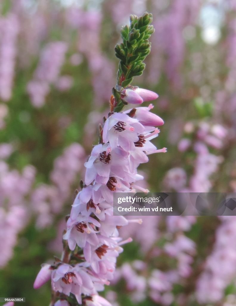Heather Calluna vulgaris