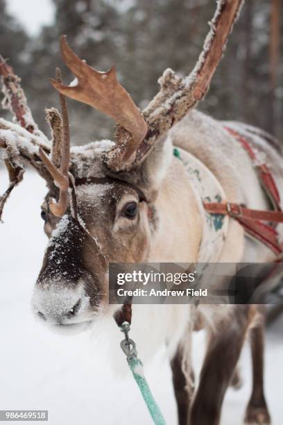 reindeer - reindeer stockfoto's en -beelden