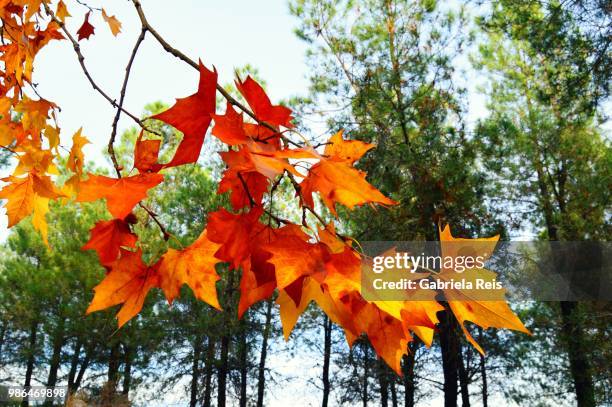 maple leaves - reis stock pictures, royalty-free photos & images