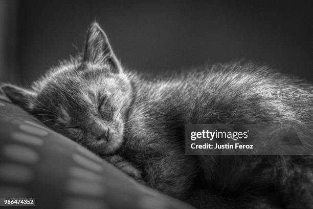 lullaby - feroz stock pictures, royalty-free photos & images