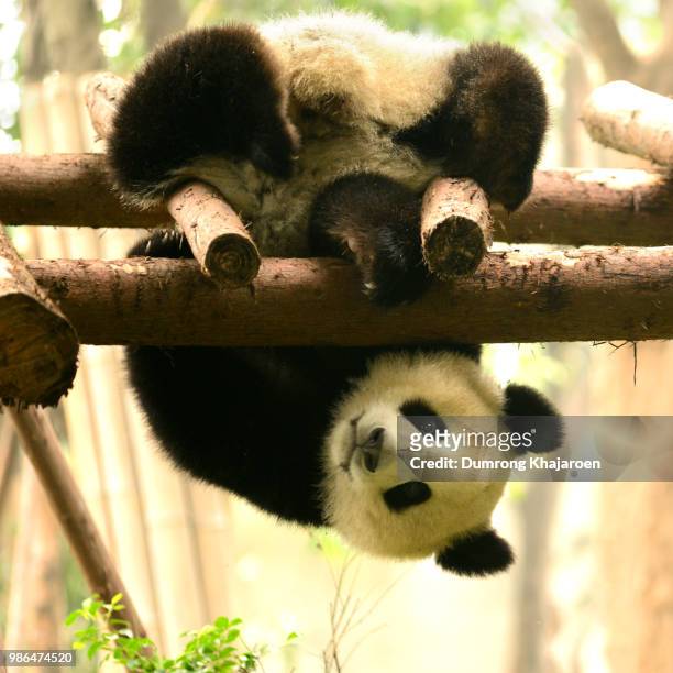 giant panda bear cub in kung fu action - queen sofia attends official act for the conservation of giant panda bears stockfoto's en -beelden