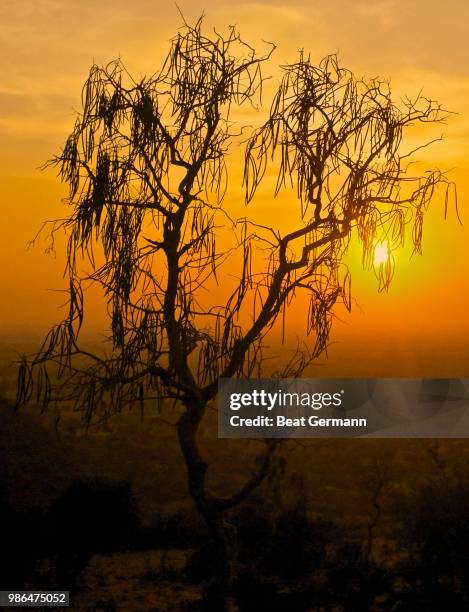 dying day - germann stock-fotos und bilder