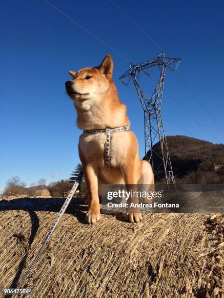 aky the shiba inu - inu stock pictures, royalty-free photos & images