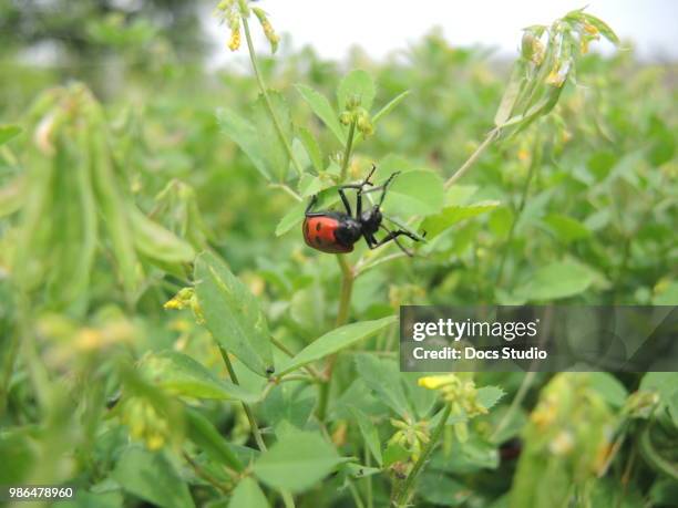 lady bug in my garden - black widow spider stock pictures, royalty-free photos & images