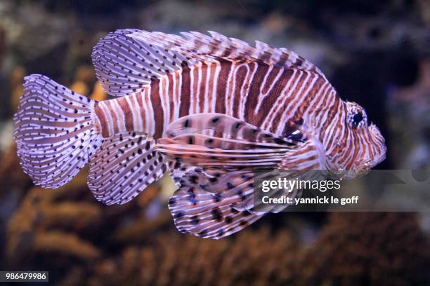 poisson - poisson stockfoto's en -beelden