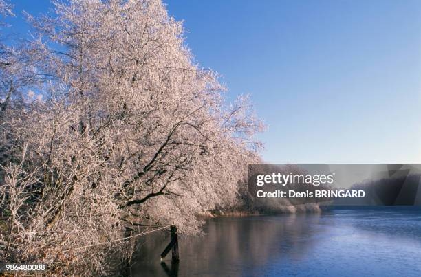 Etang en hiver dans le Territoire de Belfort, France.