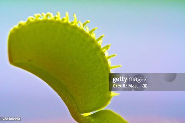 venus fly trap - insectivora stock pictures, royalty-free photos & images